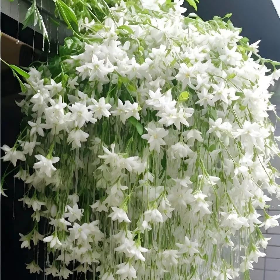 Beautiful Weeping Jasmine Flowers-Weeping Jasmine Seeds
