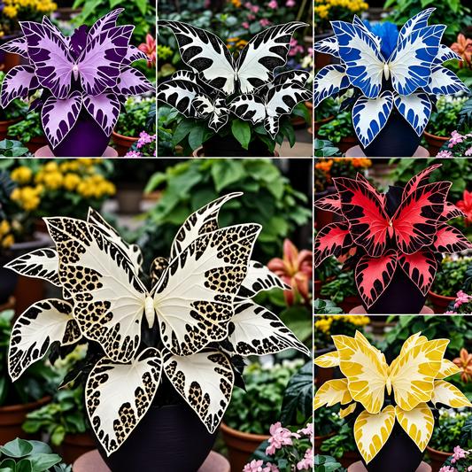 500 Seeds Rare Mixed Hosta Seeds for Indoor & Outdoor Planting