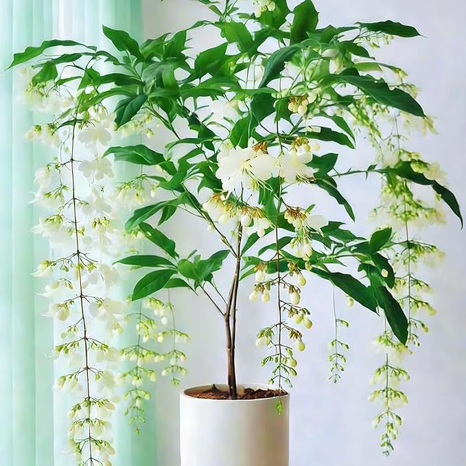 Beautiful Weeping Jasmine Flowers-Weeping Jasmine Seeds