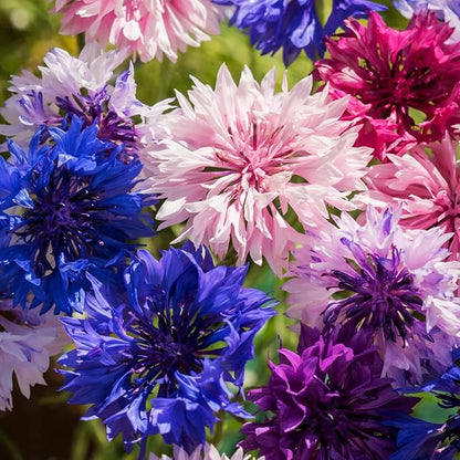 Beautiful Colorful Chrysanthemums-Double-Flowered Cornflower Mixed Seeds