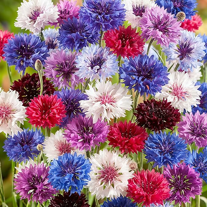 Beautiful Colorful Chrysanthemums-Double-Flowered Cornflower Mixed Seeds