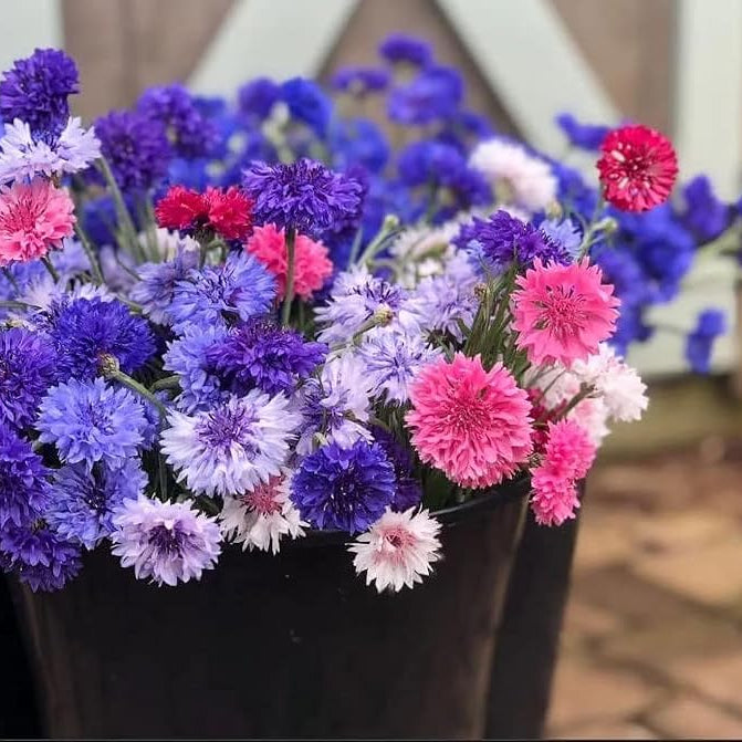 Beautiful Colorful Chrysanthemums-Double-Flowered Cornflower Mixed Seeds