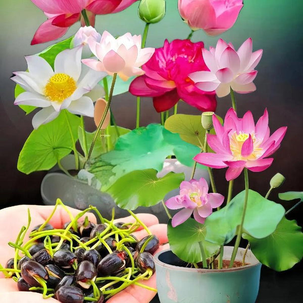 Bonsai Bowl Lotus-50 PCS Mixed Color Bowl Lotus Seeds