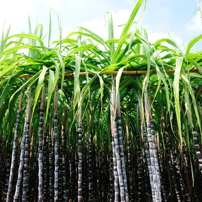 500Pcs Purple Sugar Cane Plants Seeds Ready for Spring Planting