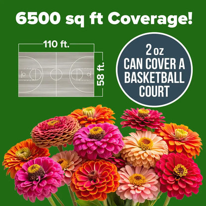 Beautiful Zinnia flowers grown right at home (Zinnia Seeds)