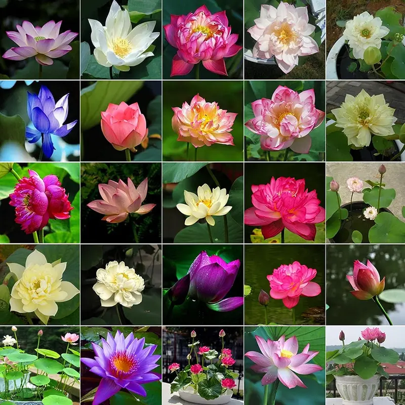 Bonsai Bowl Lotus-50 PCS Mixed Color Bowl Lotus Seeds