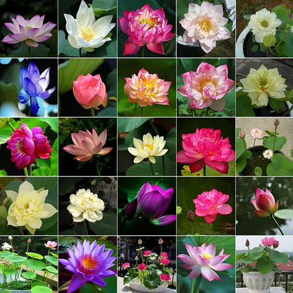 Bonsai Bowl Lotus-50 PCS Mixed Color Bowl Lotus Seeds