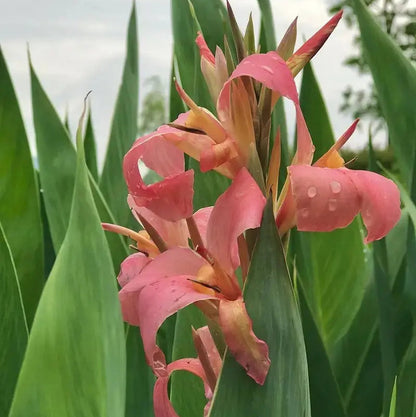 Hardy, brightly colored perennial canna lily flowers（100 Canna Seeds）