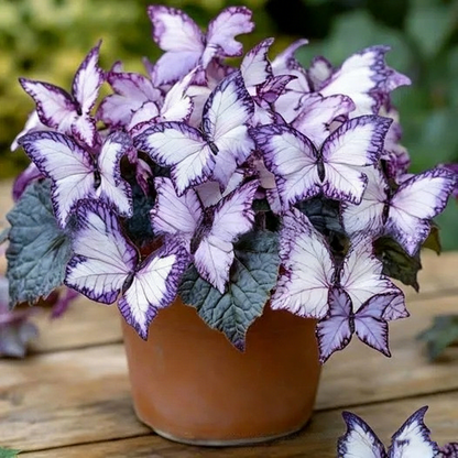 500 Moonlight Butterfly Seeds — Garden Flowers