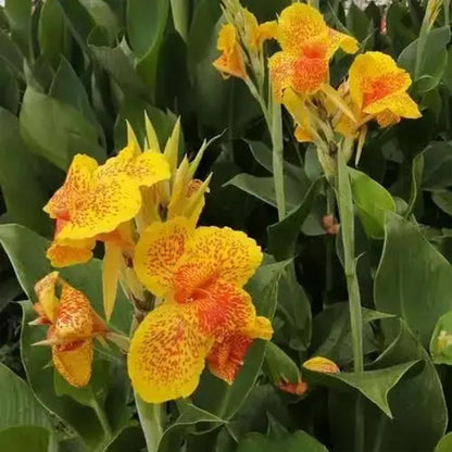 Hardy, brightly colored perennial canna lily flowers（100 Canna Seeds）