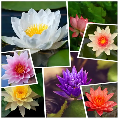 Bonsai Bowl Lotus-50 PCS Mixed Color Bowl Lotus Seeds
