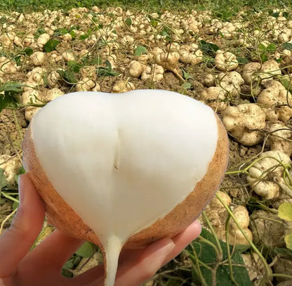 Jicama Seeds for Planting – Crunchy Sweet Root Vegetable（200 Jicama Seeds）