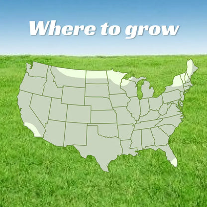 Sun-loving and shade-tolerant – High-quality, cold-hardy turfgrass（A Packet of Lawn Seed）