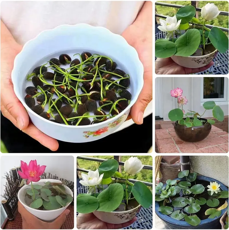 Bonsai Bowl Lotus-50 PCS Mixed Color Bowl Lotus Seeds