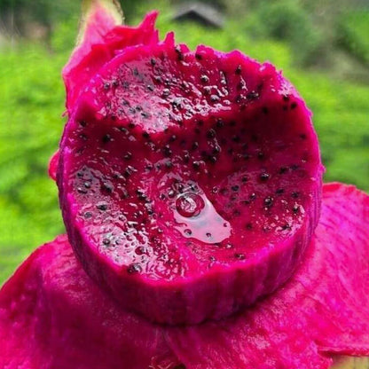 Delicious Dragon Fruit—Ideal for Home Gardening