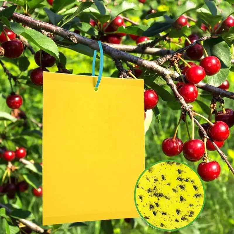 20-Pack Extra-Strong Self-Adhesive Boards—Chemical-Free Moth Traps