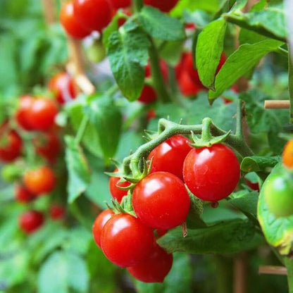 Dwarf Potted Tomatoes-100 Dwarf Tomato Seeds