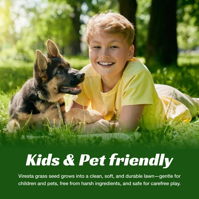 Sun-loving and shade-tolerant – High-quality, cold-hardy turfgrass（A Packet of Lawn Seed）