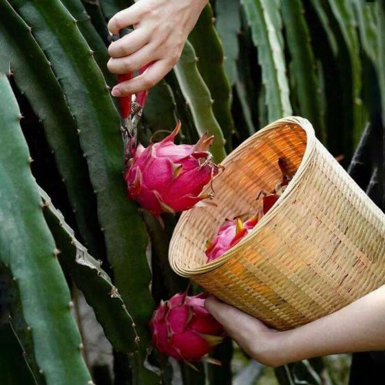 Delicious Dragon Fruit—Ideal for Home Gardening