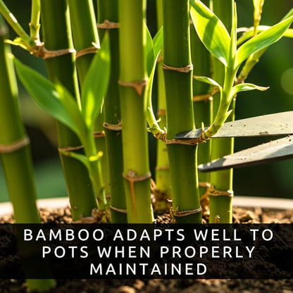 500 Lucky Podocarpus Seeds:Air-Purifying, Wealth-Attracting, and Fortune-Enhancing Bamboo