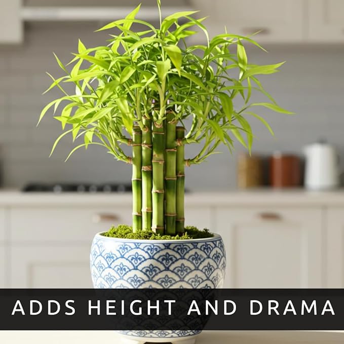 500 Lucky Podocarpus Seeds:Air-Purifying, Wealth-Attracting, and Fortune-Enhancing Bamboo