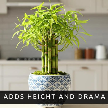 500 Lucky Podocarpus Seeds:Air-Purifying, Wealth-Attracting, and Fortune-Enhancing Bamboo