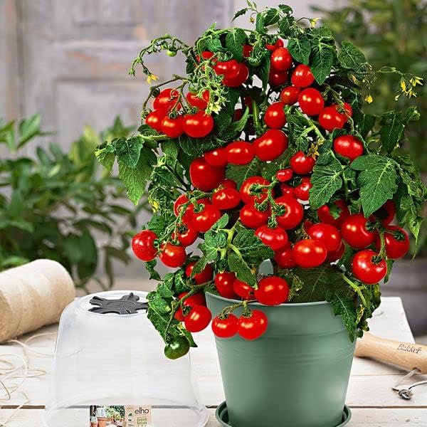 Dwarf Potted Tomatoes-100 Dwarf Tomato Seeds