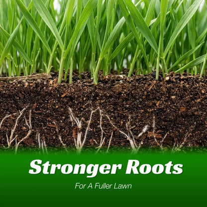 Sun-loving and shade-tolerant – High-quality, cold-hardy turfgrass（A Packet of Lawn Seed）