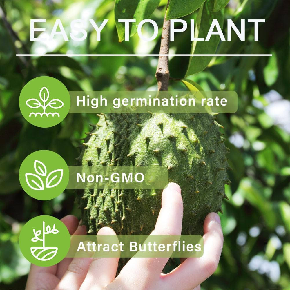 Organic Soursop Seeds – 30pcs Non-GMO Heirloom Tropical Fruit seeds