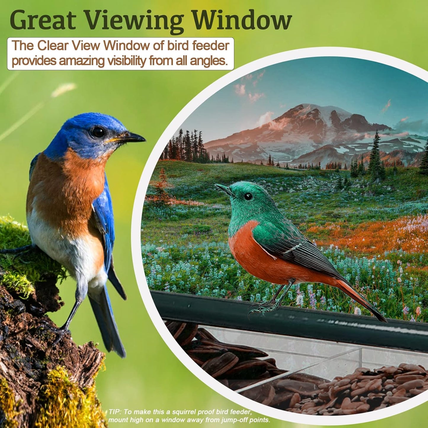 Acrylic Window Bird Feeder with 4 Strong Suction Cups