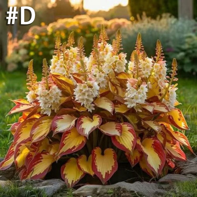 Mixed Color Hosta-Mixed-Color Hosta Seeds