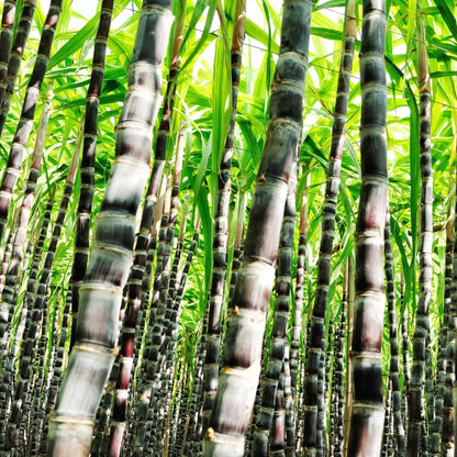500Pcs Purple Sugar Cane Plants Seeds Ready for Spring Planting