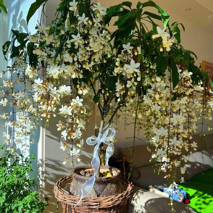 Beautiful Weeping Jasmine Flowers-Weeping Jasmine Seeds