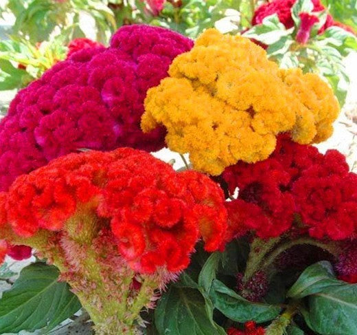 Cockscomb Seeds— Exotic Charm — Also known as the "Velvet Flower" 100 Seeds for Planting