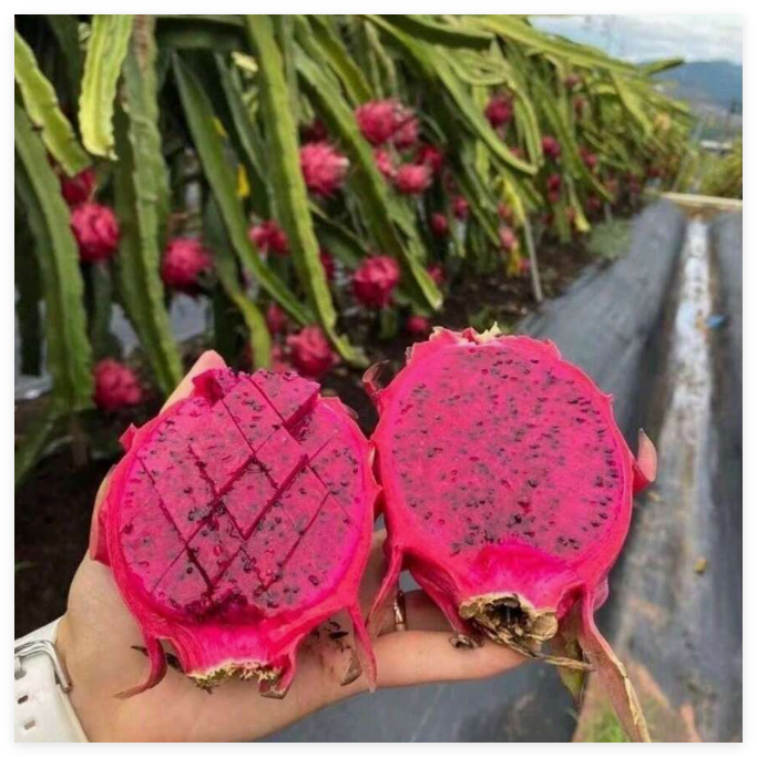 Delicious Dragon Fruit—Ideal for Home Gardening