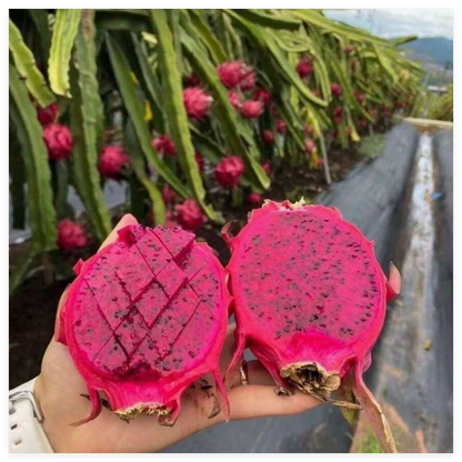 Delicious Dragon Fruit—Ideal for Home Gardening
