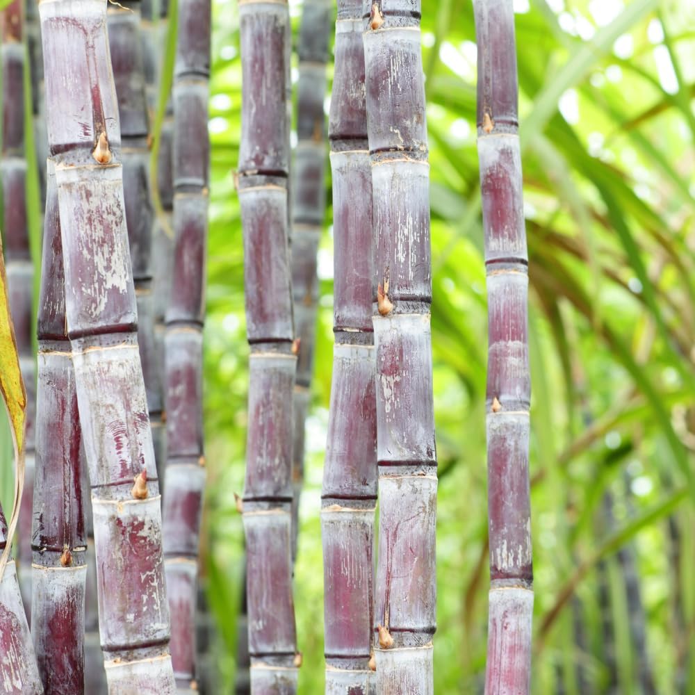 500Pcs Purple Sugar Cane Plants Seeds Ready for Spring Planting