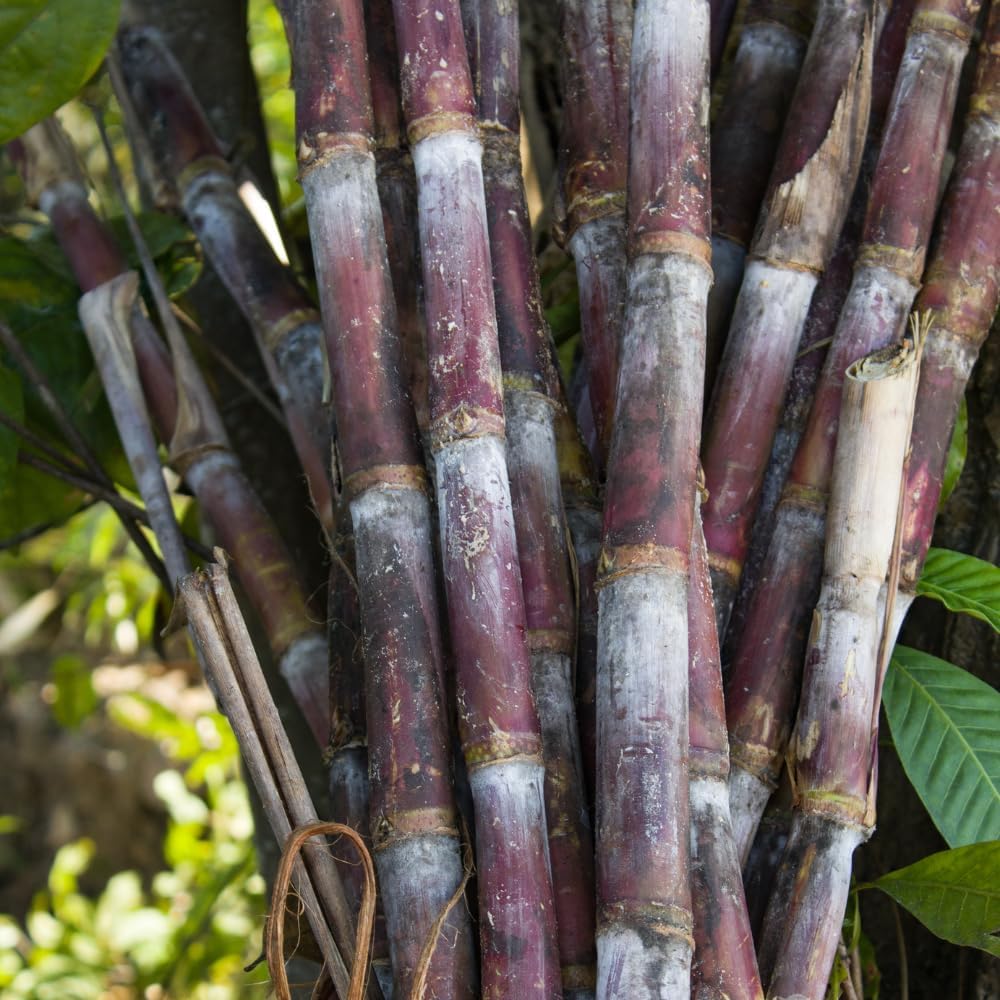 500Pcs Purple Sugar Cane Plants Seeds Ready for Spring Planting